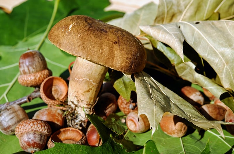 Edible Plants Selection
