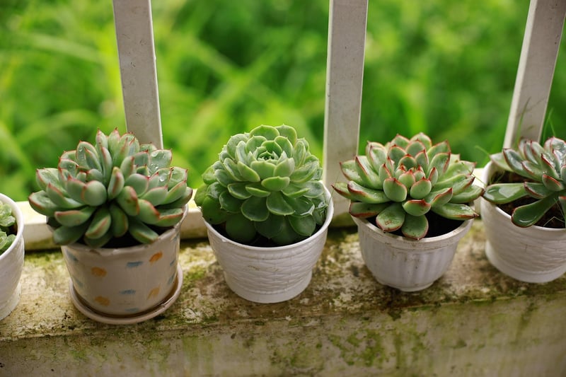 Balcony Plant